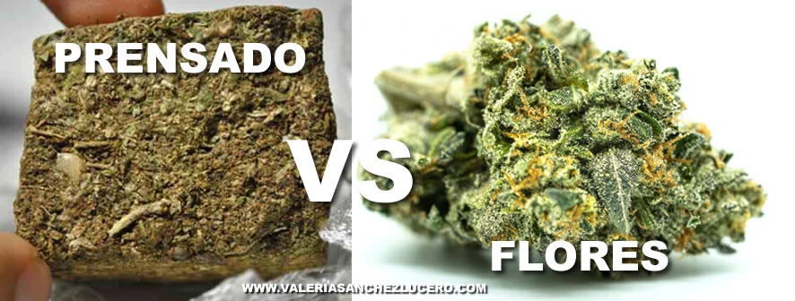 INFORME: MARIHUANA PRENSADA VS CANNABIS MEDICINAL