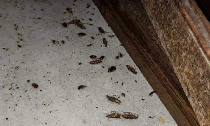 QUE PASA SI PISO UNA CUCARACHA?