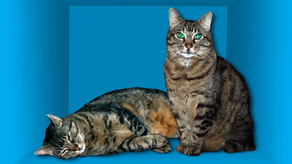 EL GATO DE SCHRÖDINGER