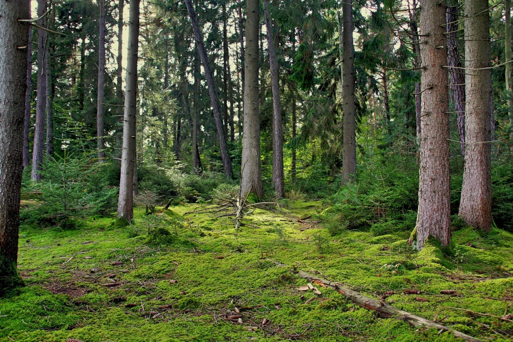 monte-tala-madera-seca.webp