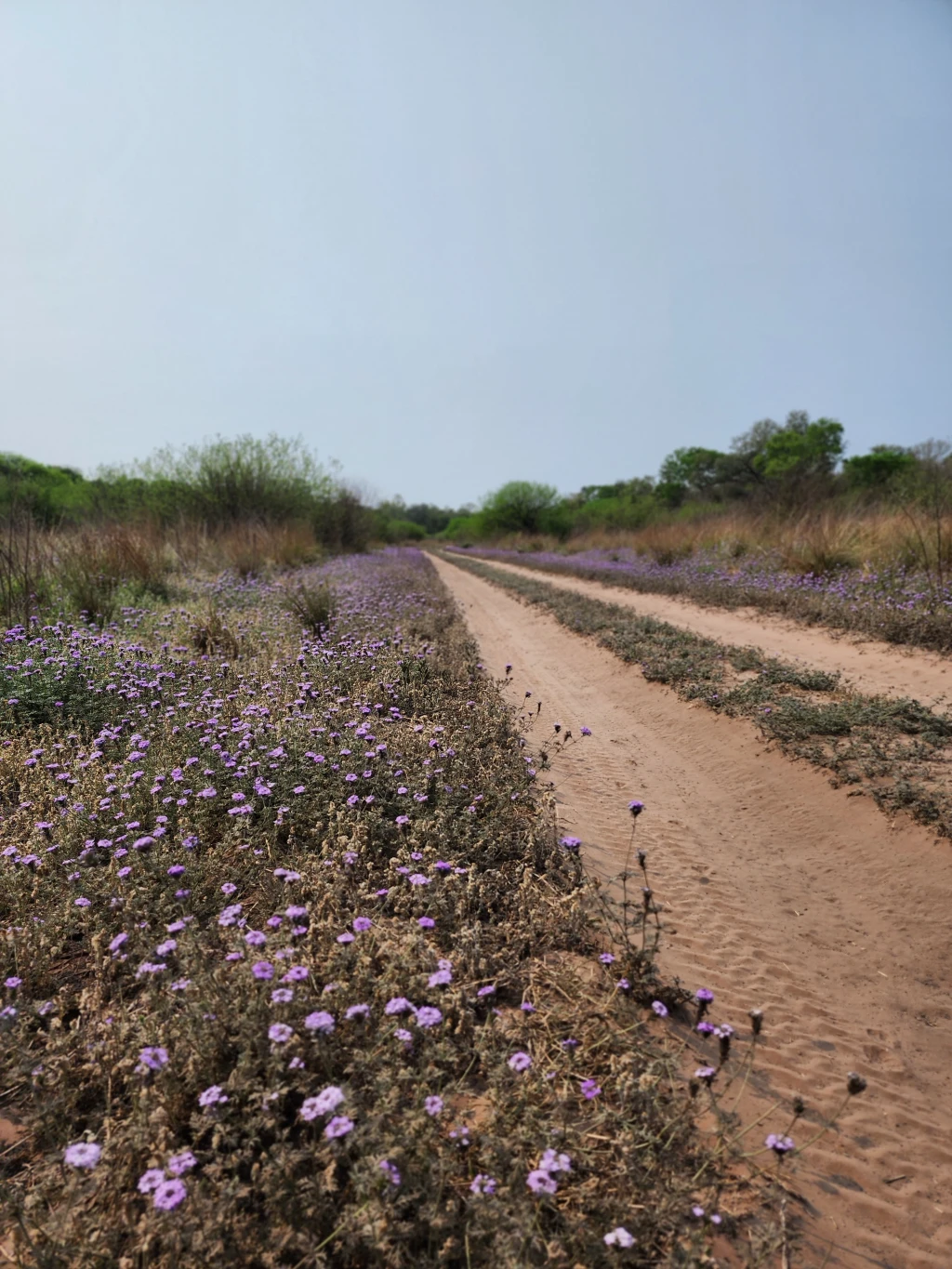 Caminos arenosos en primavera