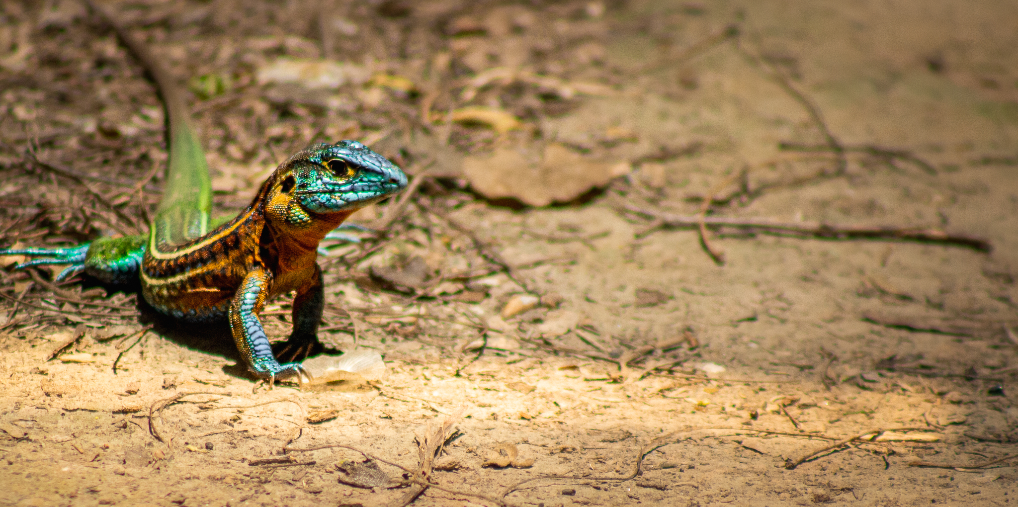 Lagartija azul en PN Impenetrable