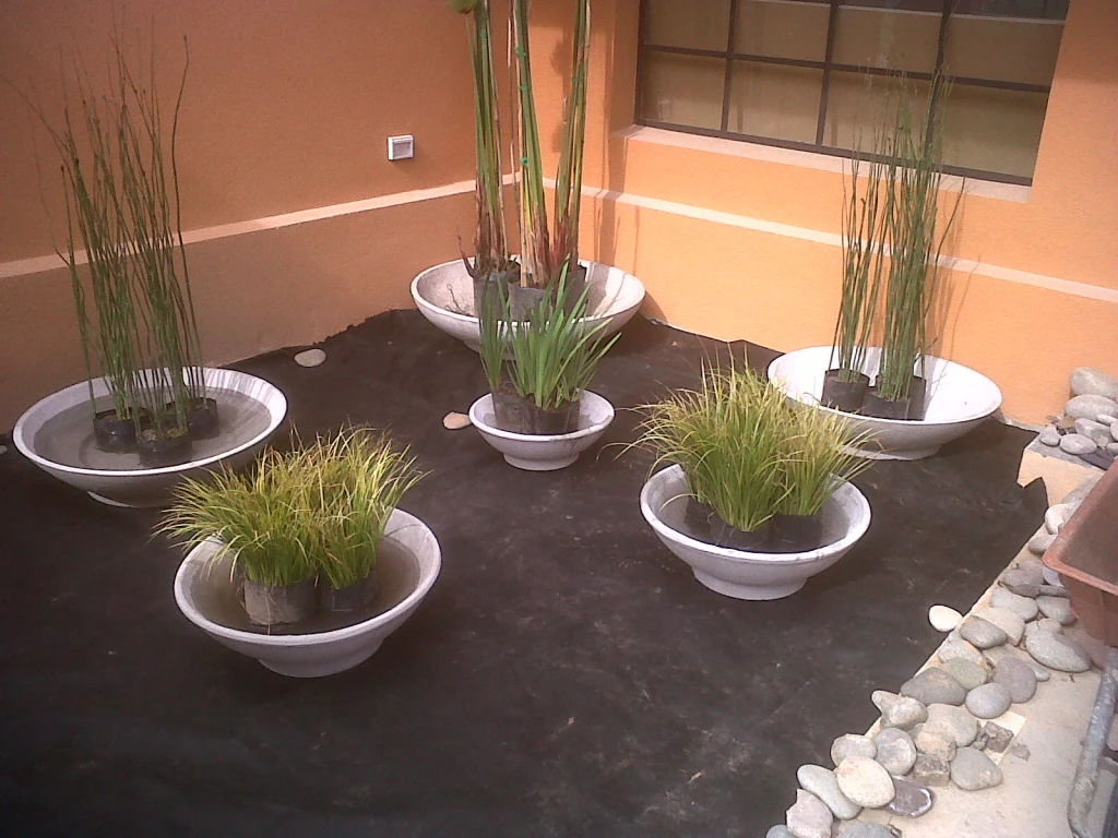 Acuaticasvarias.webp
