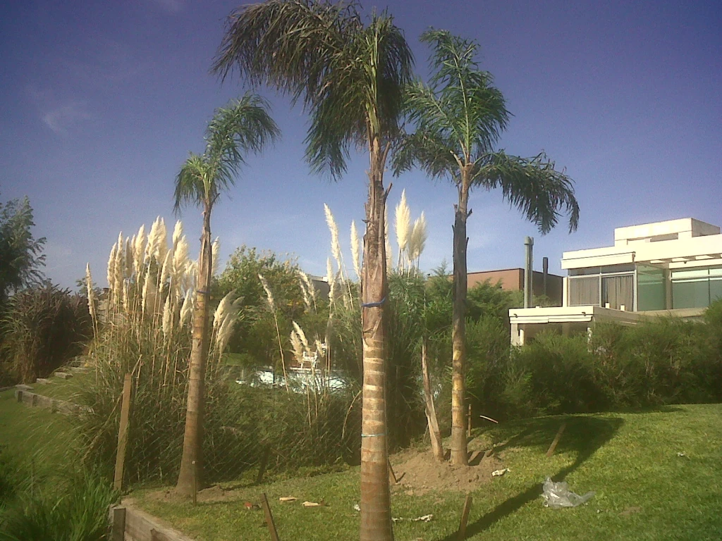 MasPalmerasVV.webp