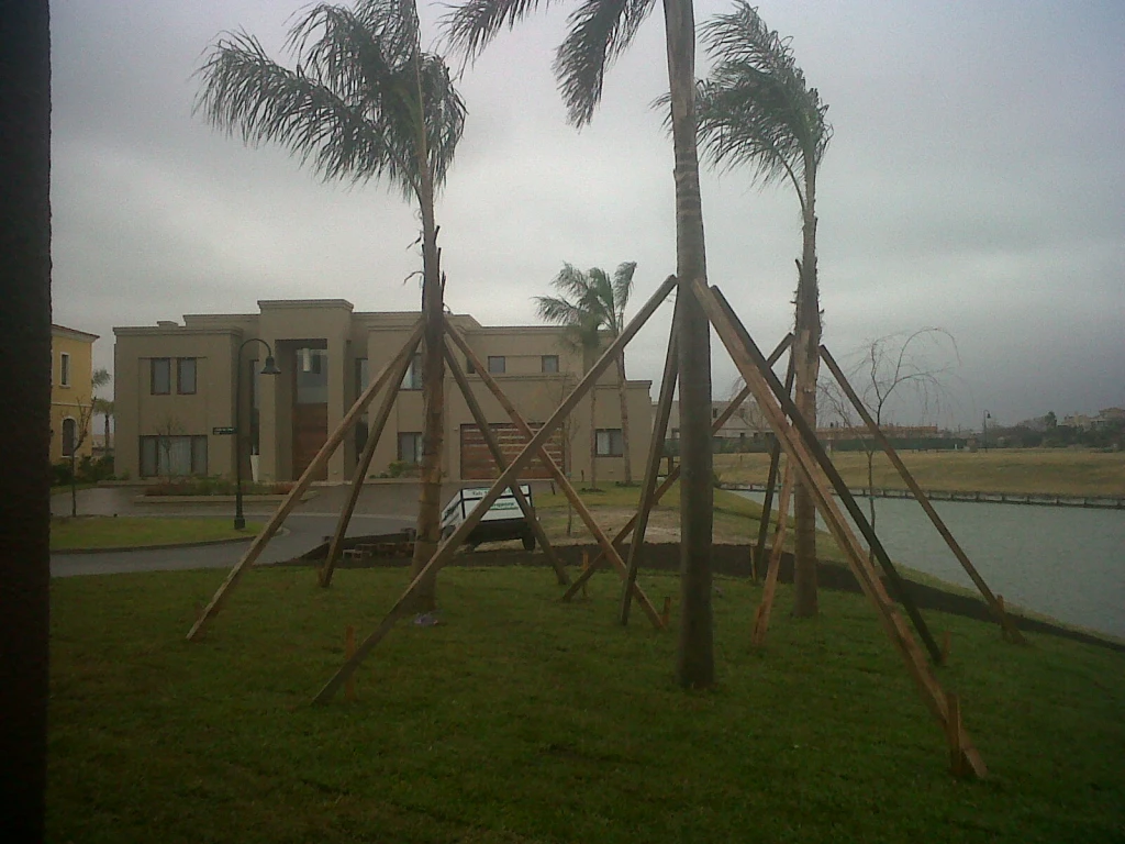 Palmeras.webp