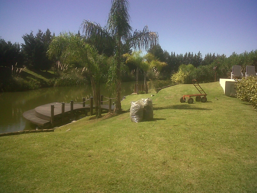 PalmerasRiooo.webp