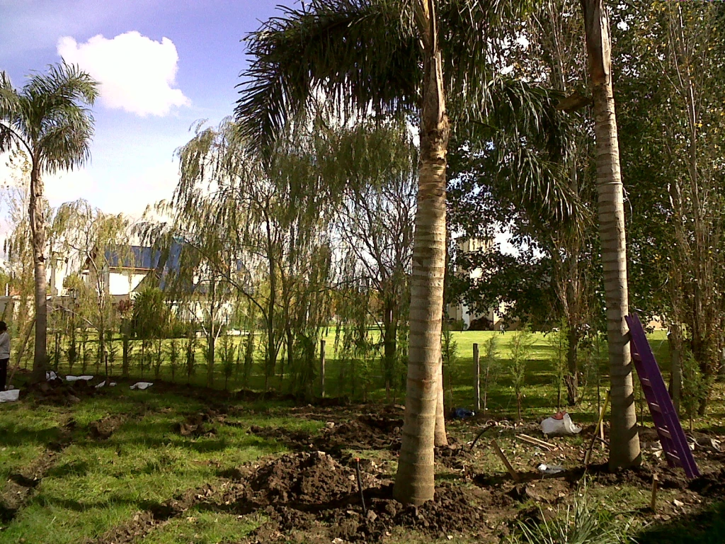 PalmerasSURRR.webp