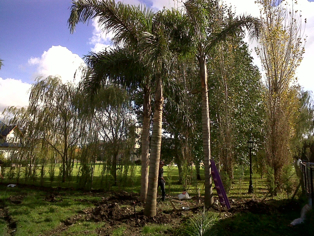 PalmerasSURRR1.webp