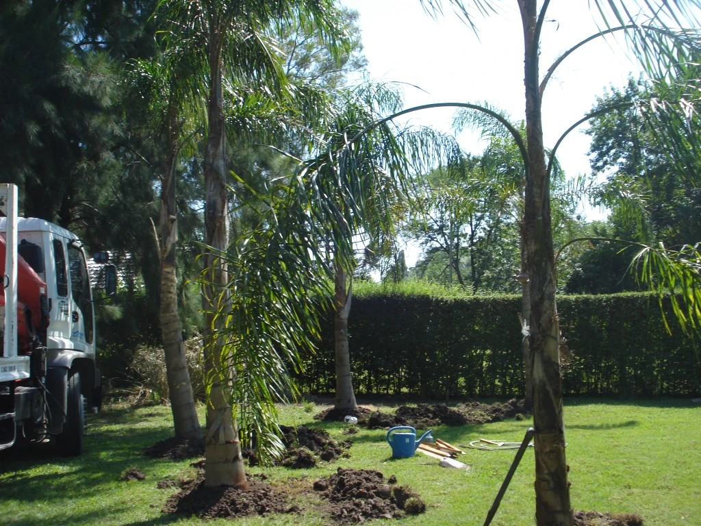 Palmerasseidid.webp