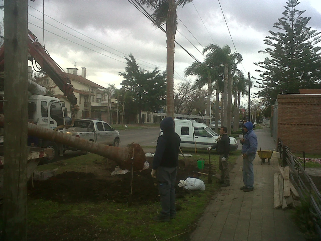 PalmerassssMuchascastelar.webp