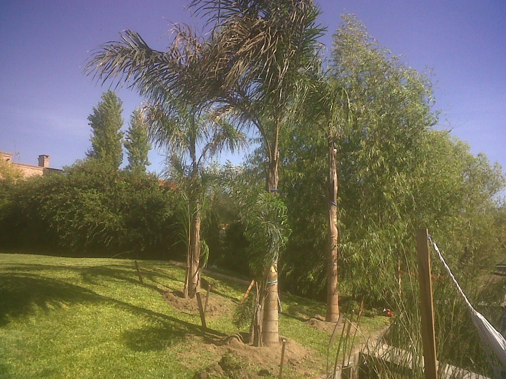 Palmerasssss.webp