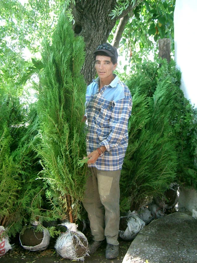 Thuyas180.webp