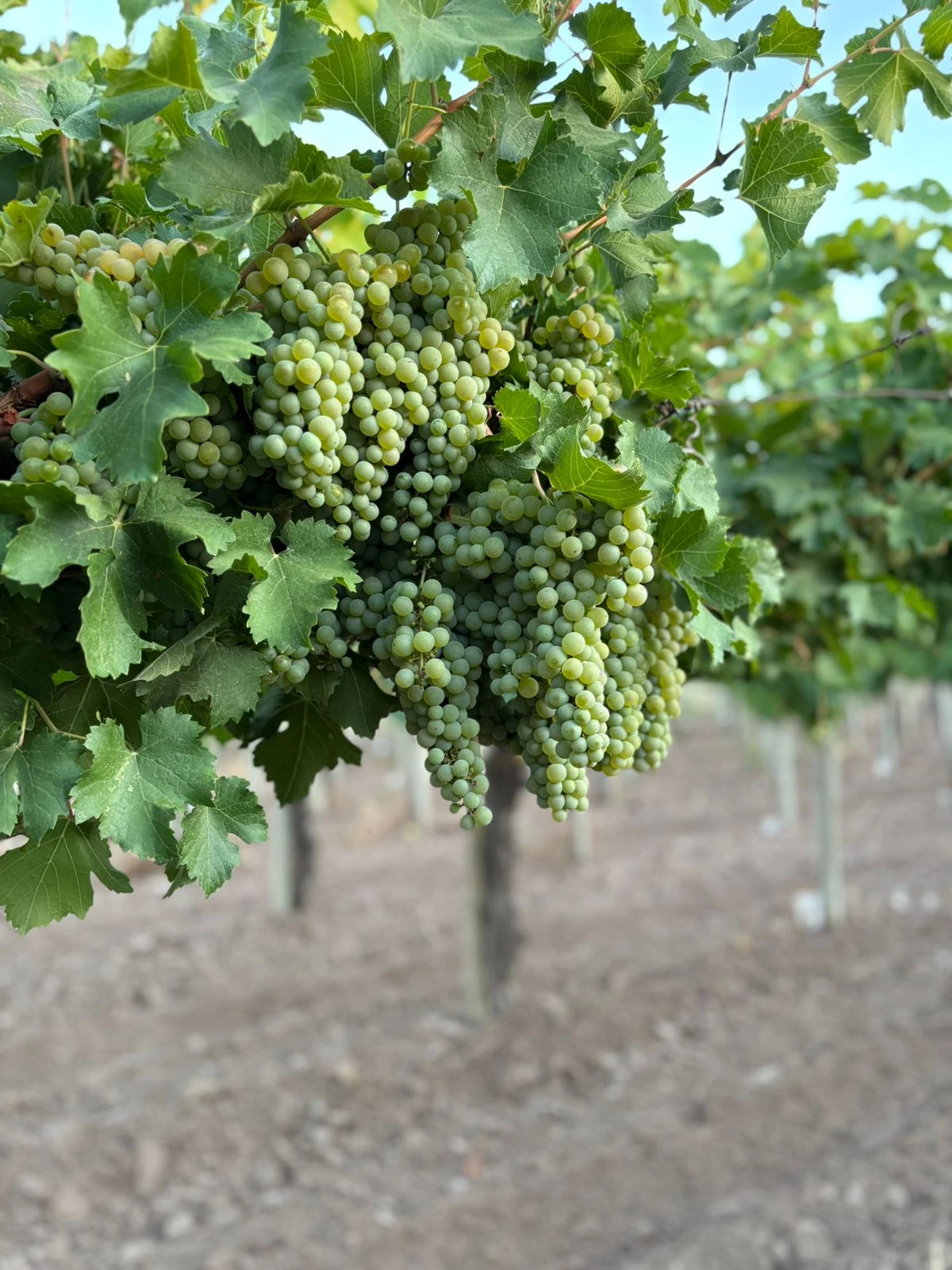 Mendoza Chardonnay