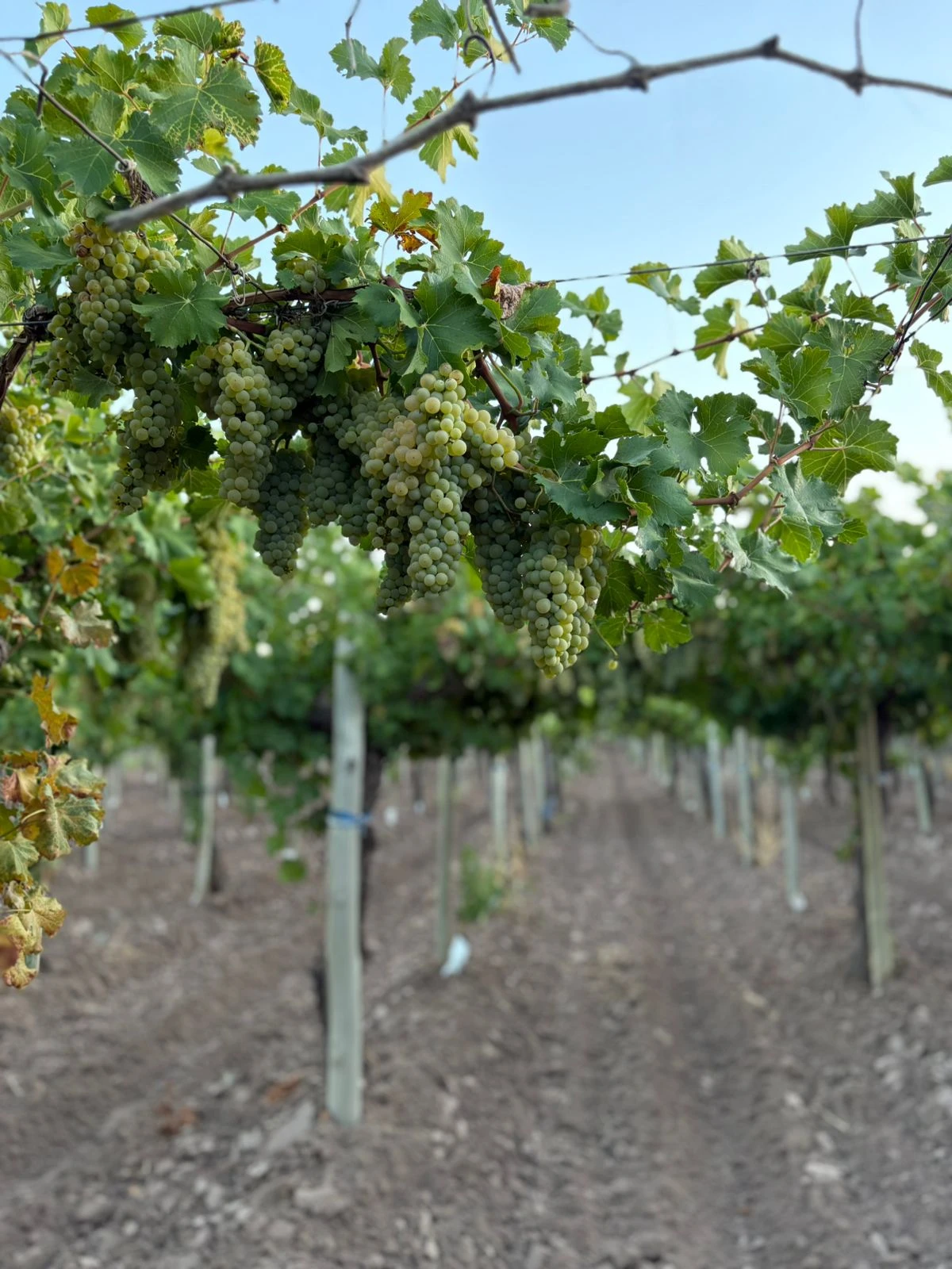 Mendoza Sauvignon Blanc