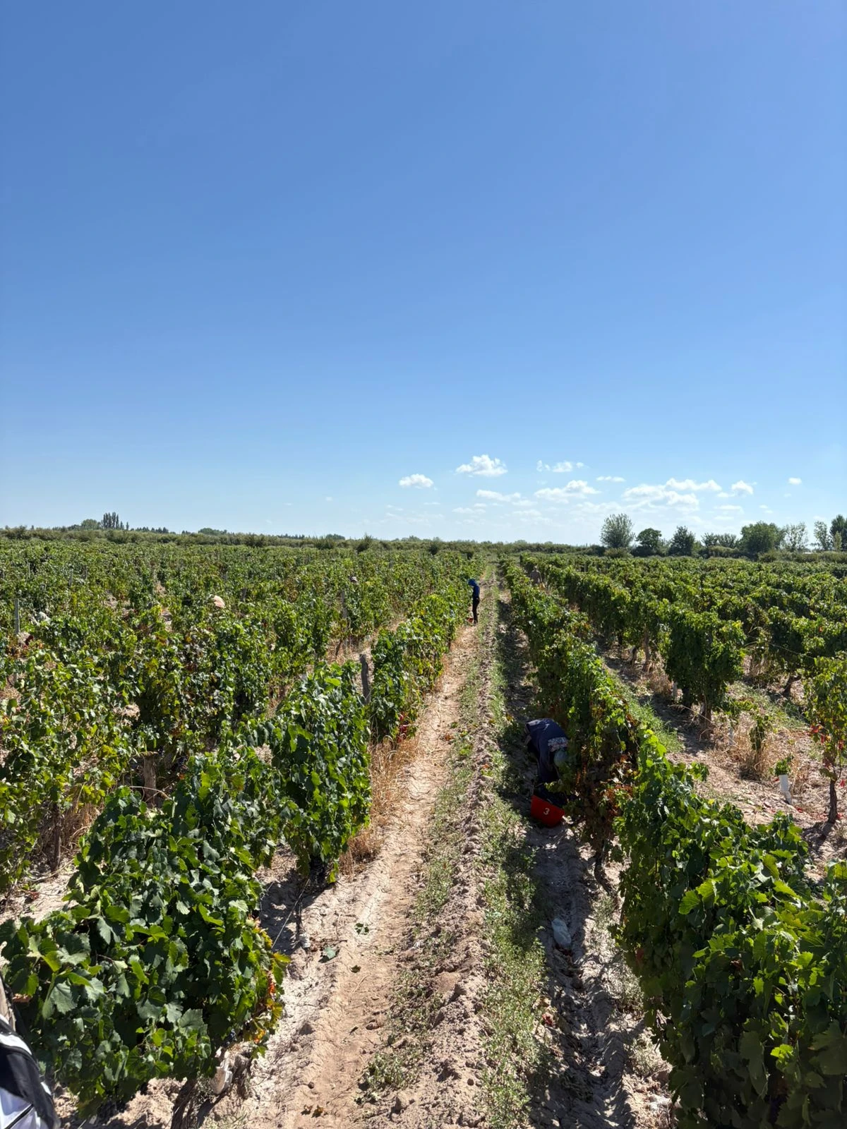 Mendoza Malbec