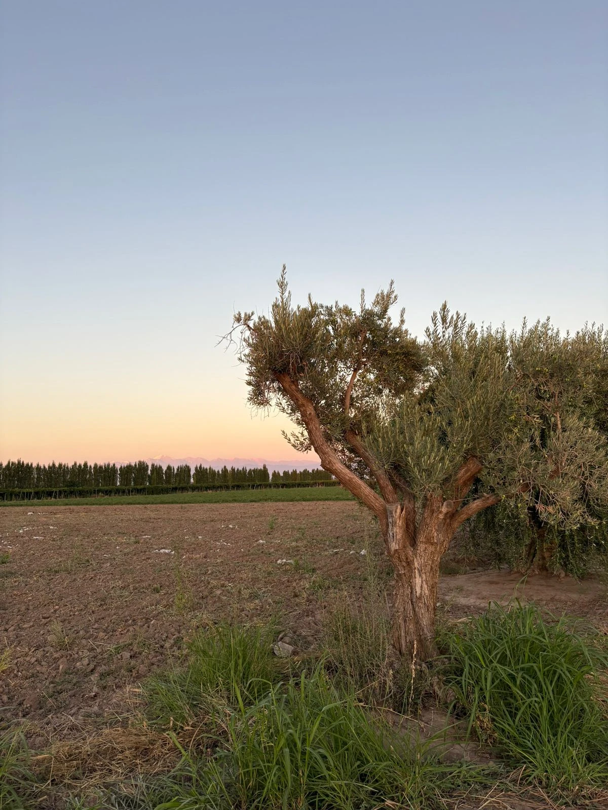 Mendoza Olivos