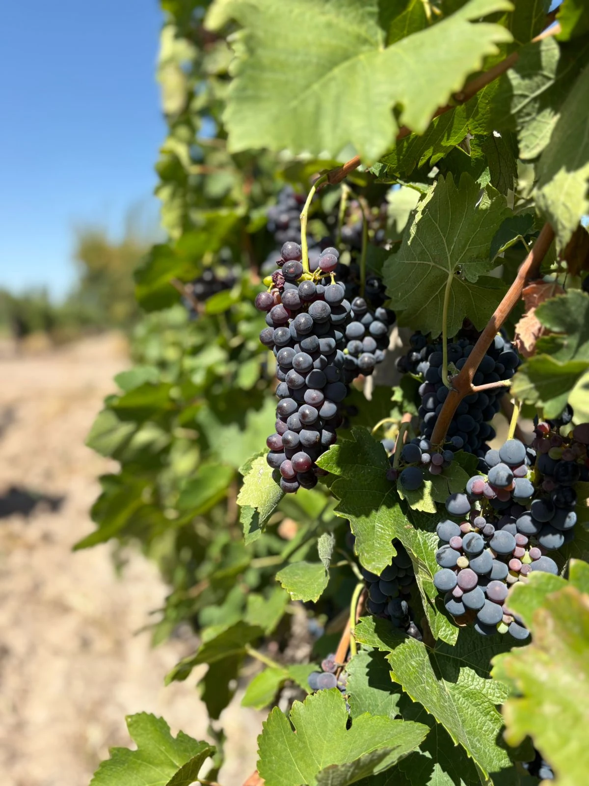 Mendoza Syrah