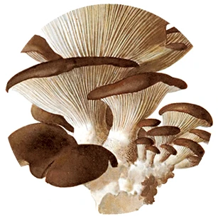 6.webp