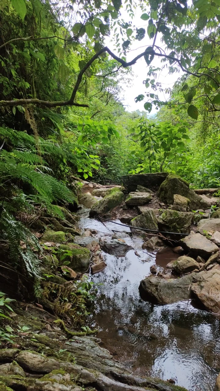 YUNGAS