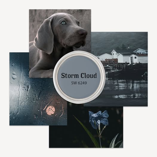 dogstorm.jpeg