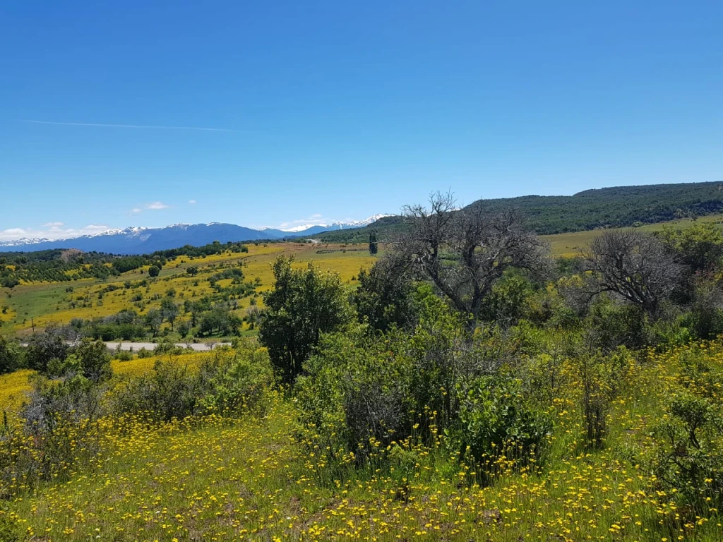 TREVELIN2.webp