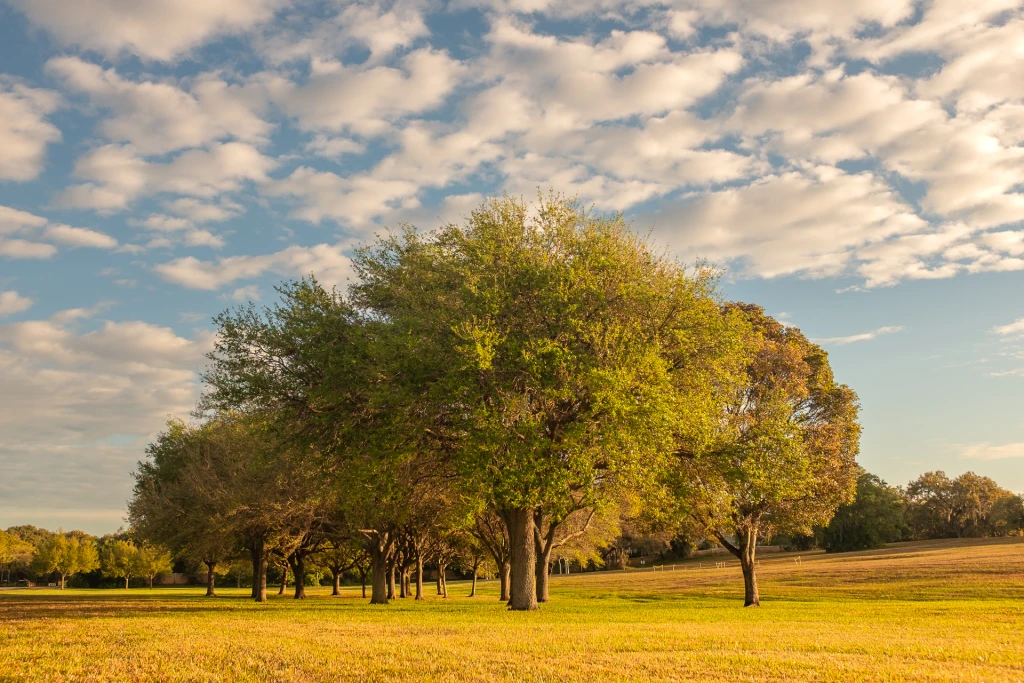 Bosque-1.webp