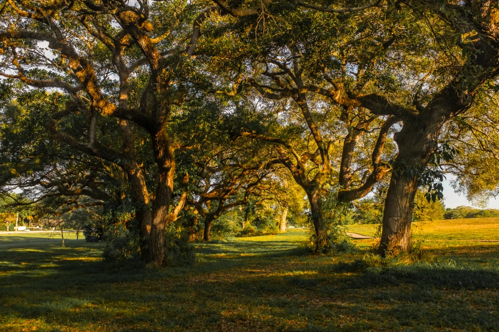 Bosque-3.webp