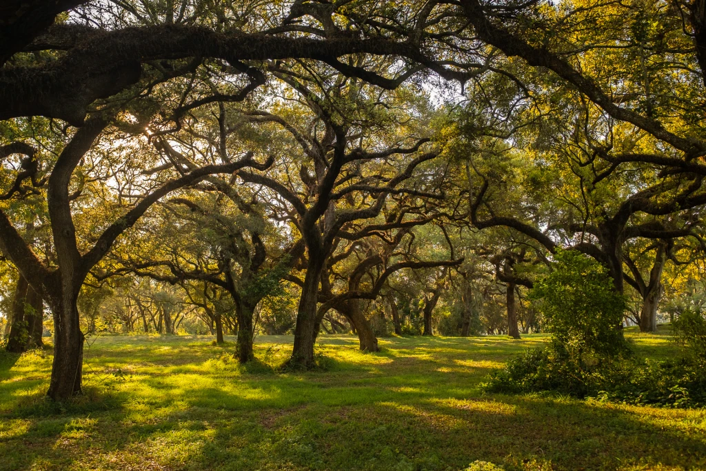 Bosque-5.webp