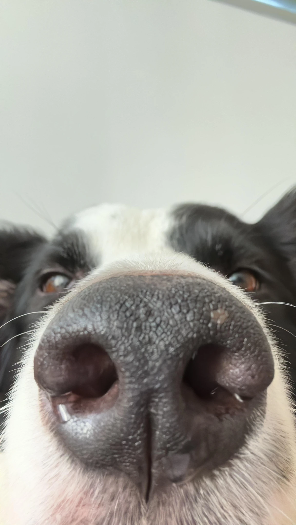Jax