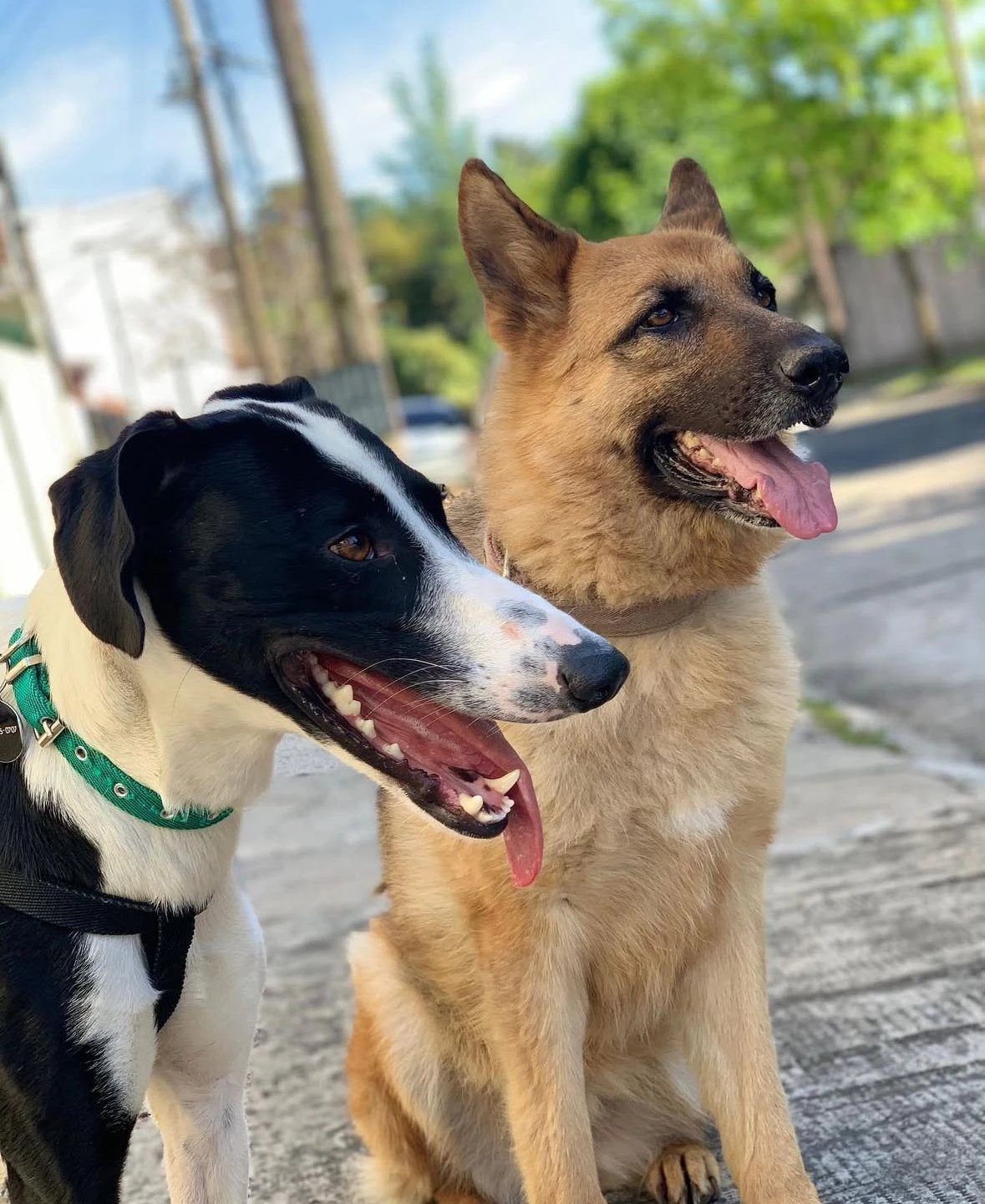 El Flaco y Mamba